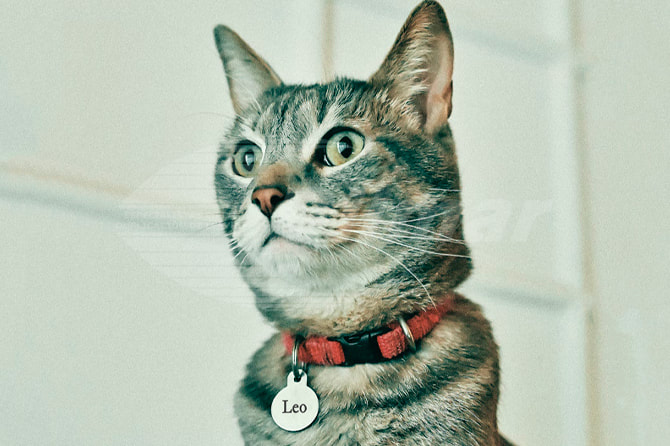 Placa identificativa gato